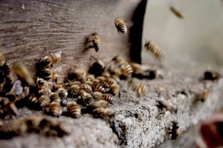 beekeeping small hive beetle