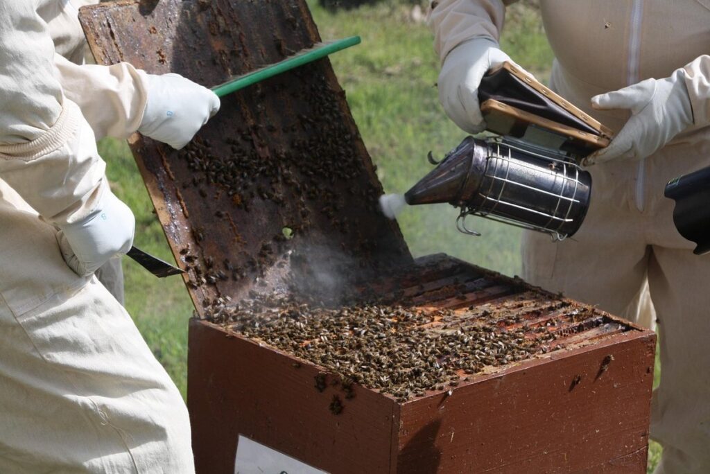 beekeeping smoker