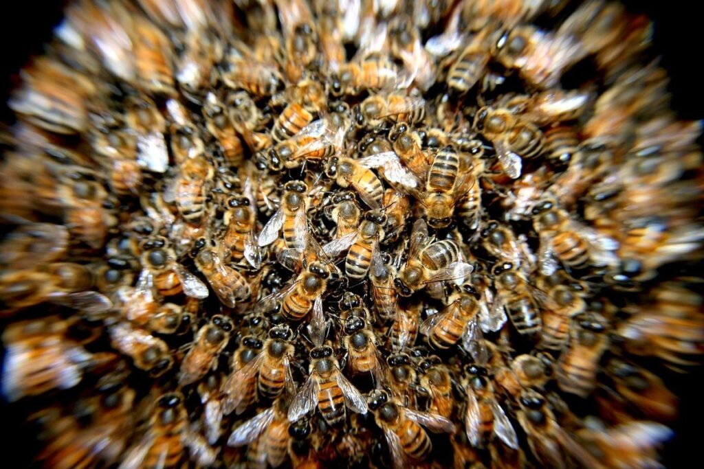 beekeeping swarm