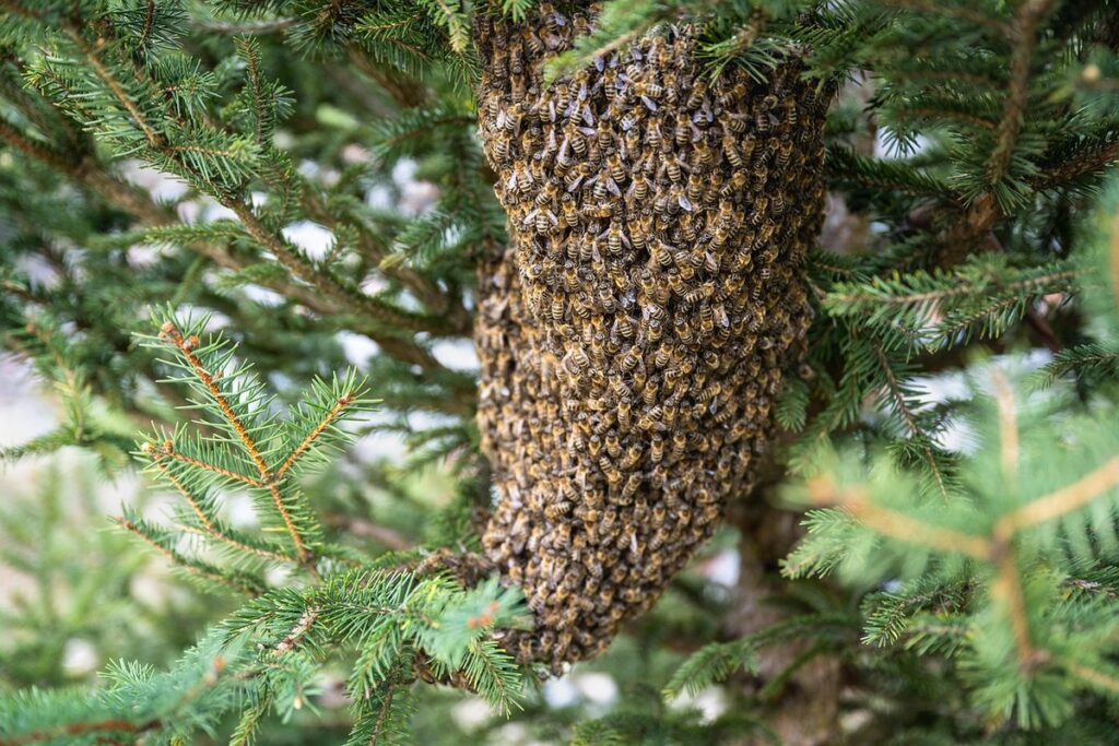 beekeeping swarming