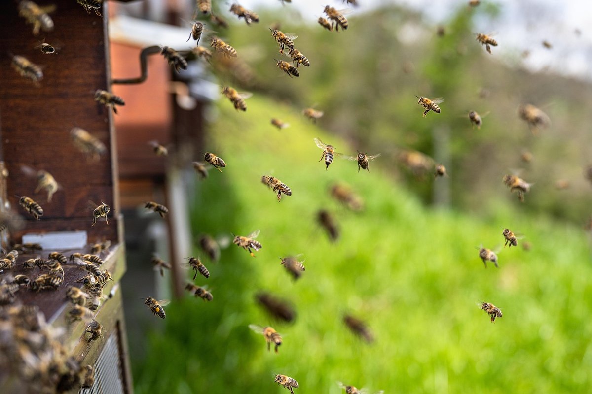 Protect Your Bees from AFB: Causes Symptoms Prevention Beekeeper Protect Your Bees from AFB: Causes Symptoms Prevention Beekeeper