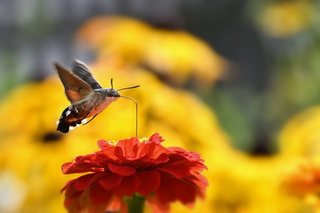 beekeeping wax moth