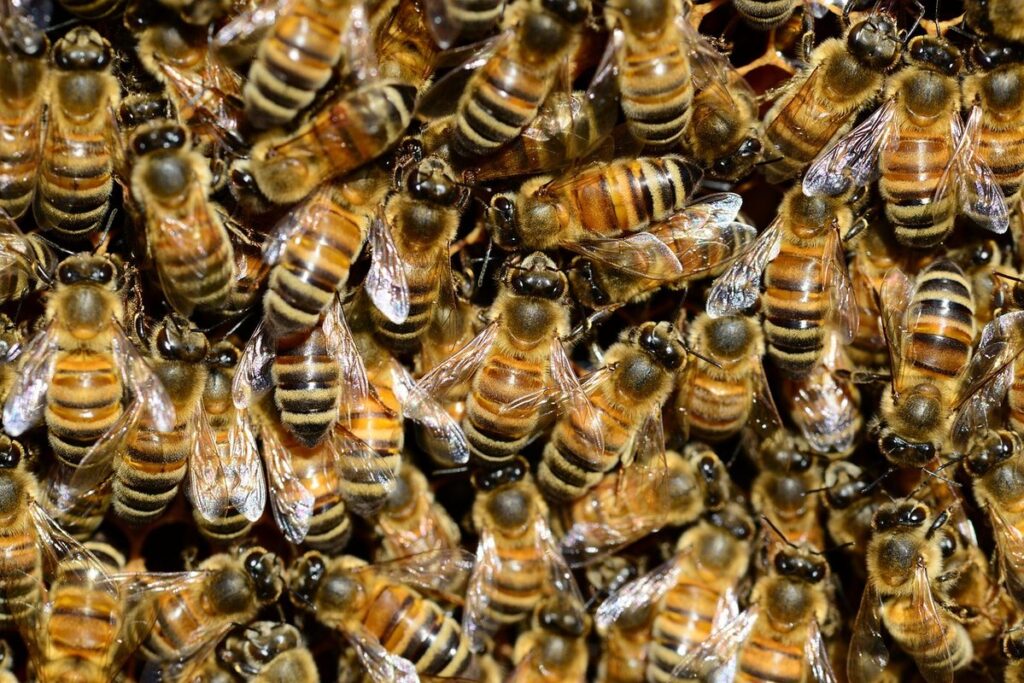 do worker bees lay eggs