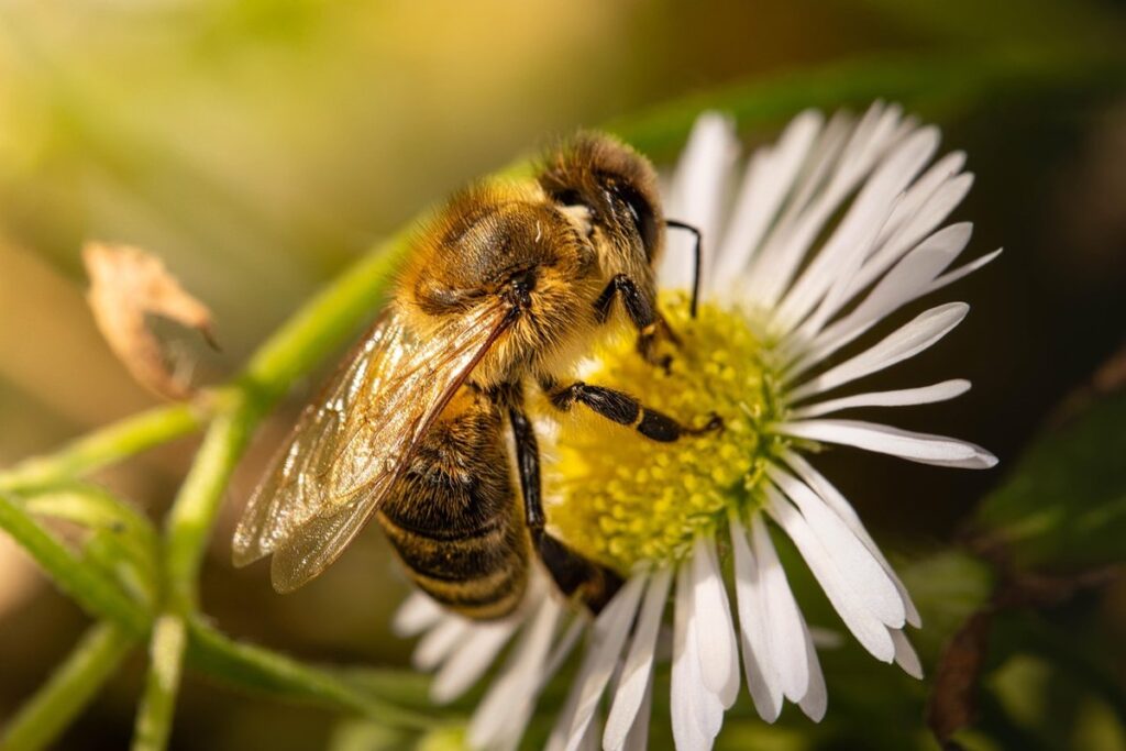flowering plants for bees