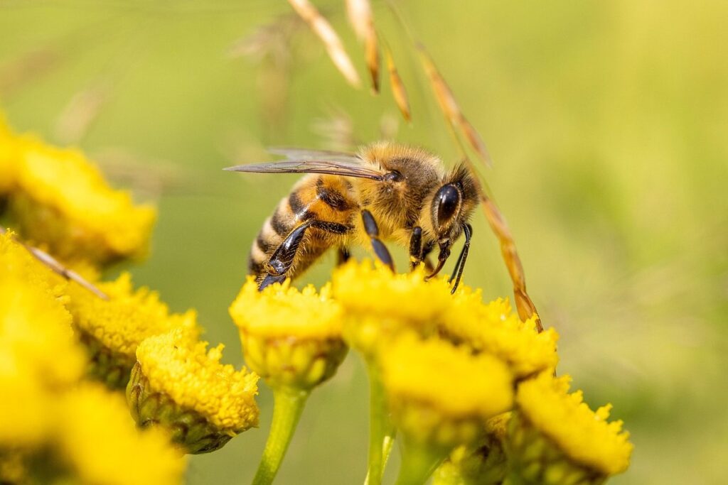 bees and biodiversity