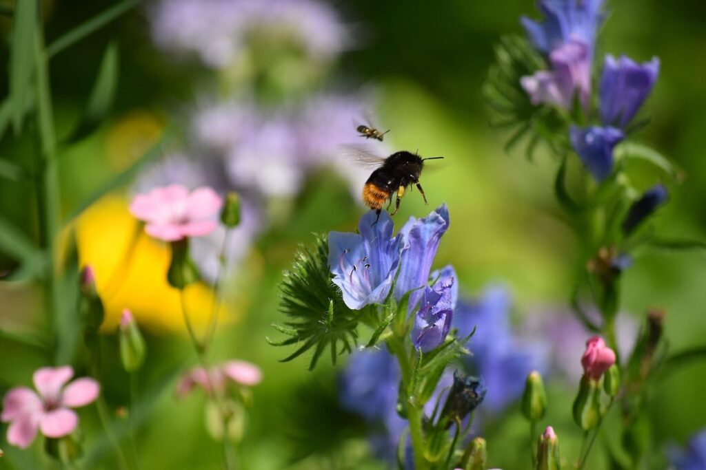 bees and the environment