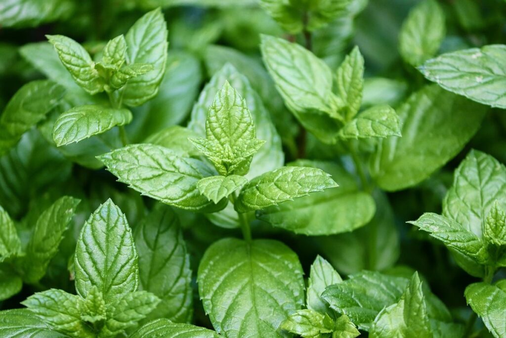peppermint oil spray for bees
