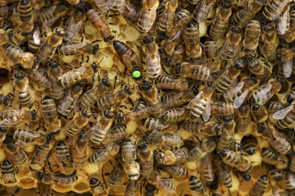 bees and queen