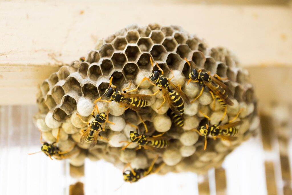 how to prevent bees and wasps from building nests