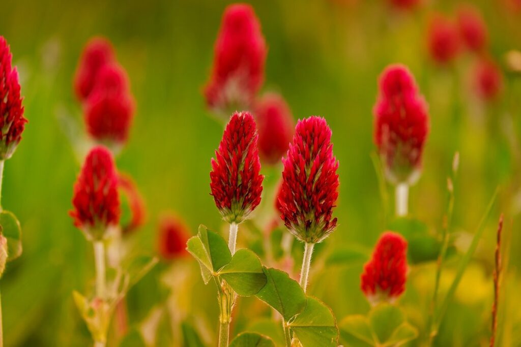 do bees like white clover