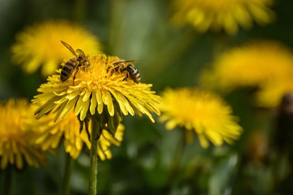 bees as pollinators