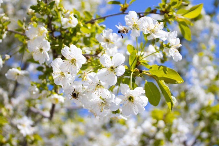 bees and environmental change
