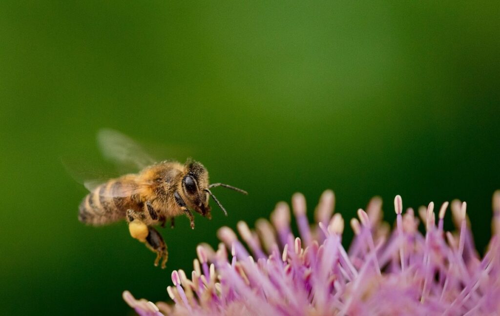 tiny bees that hover