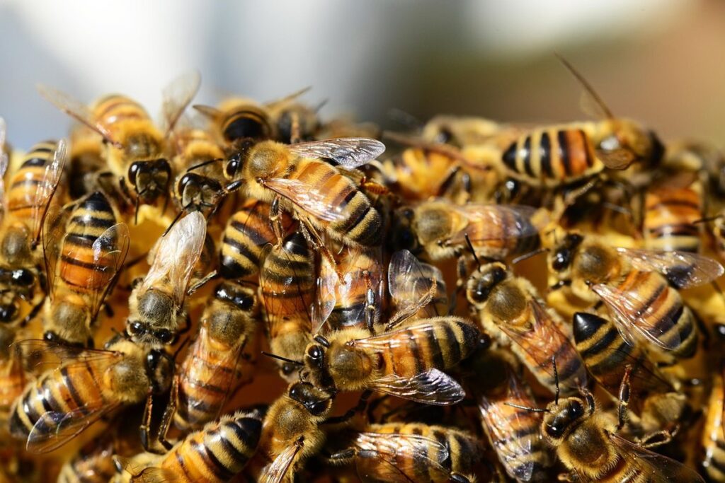 integrated pest management for bees