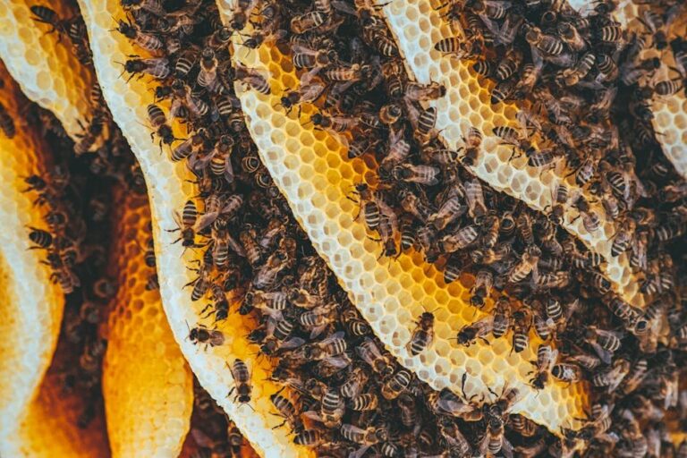 bees with orange legs