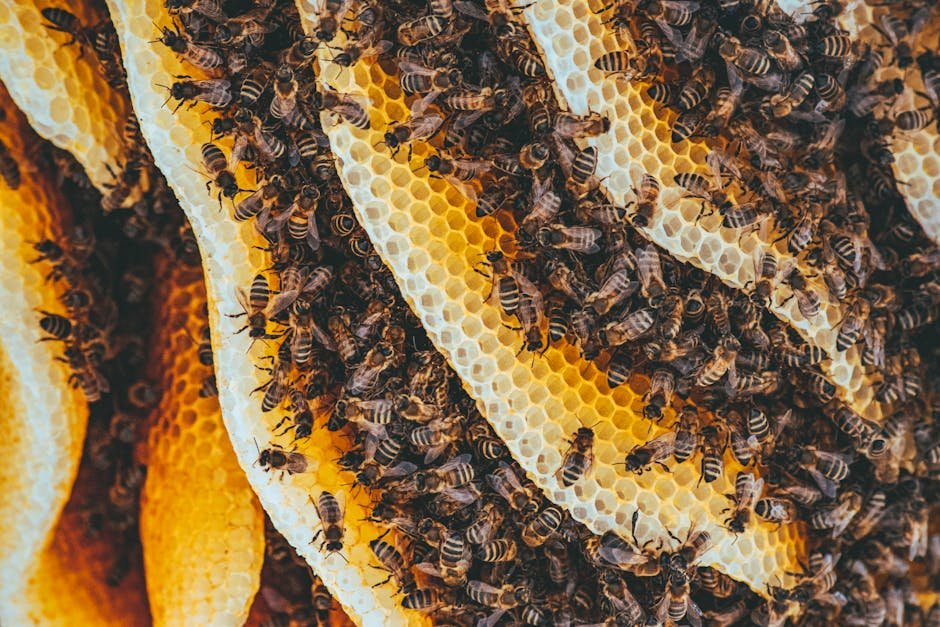 bees with orange legs -> bees with orange feet