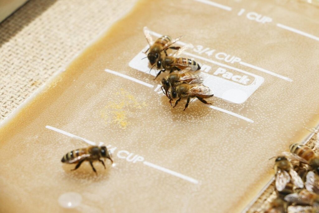 bees and sugar water