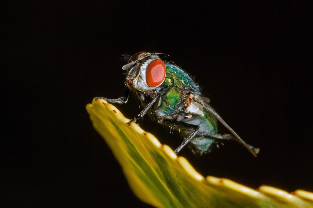 black and yellow fly