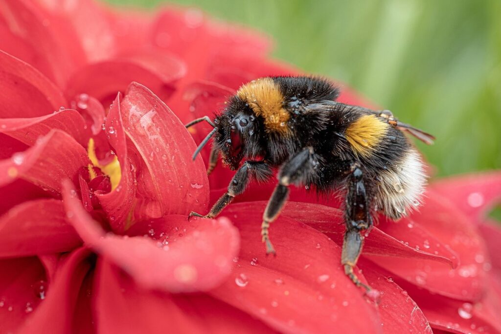 black tailed bumblebee