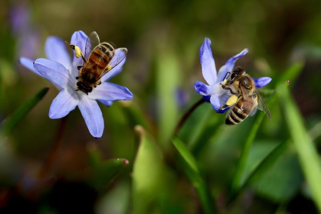 what do bluebells look like
