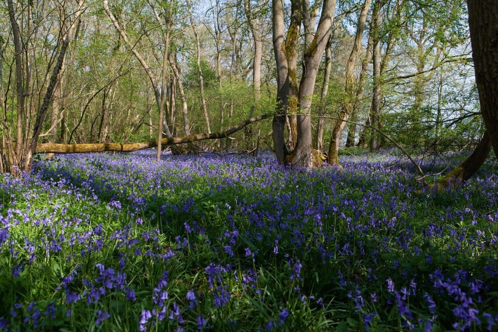 bluebells hyacinthoides