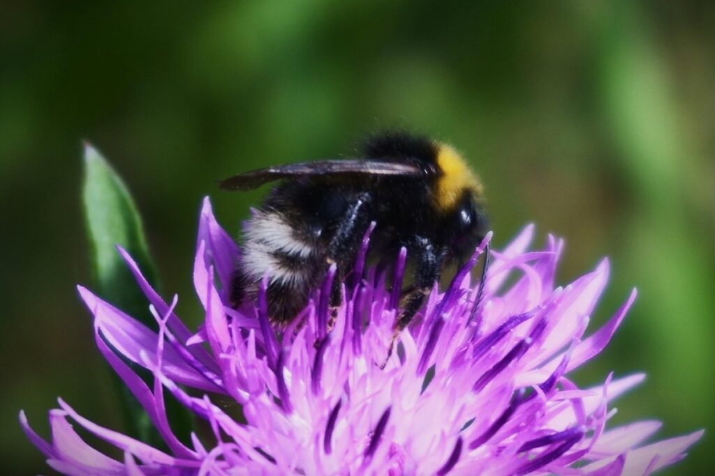 bombus lucorum