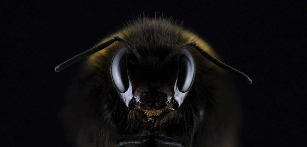 bombus muscorum