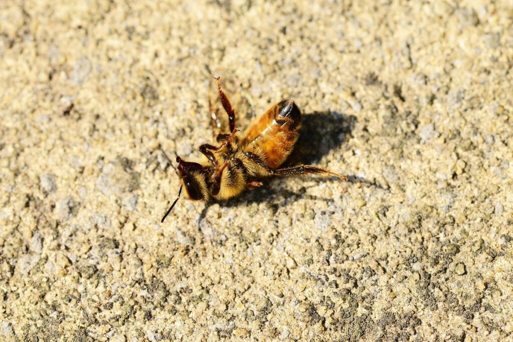 buckfast bee