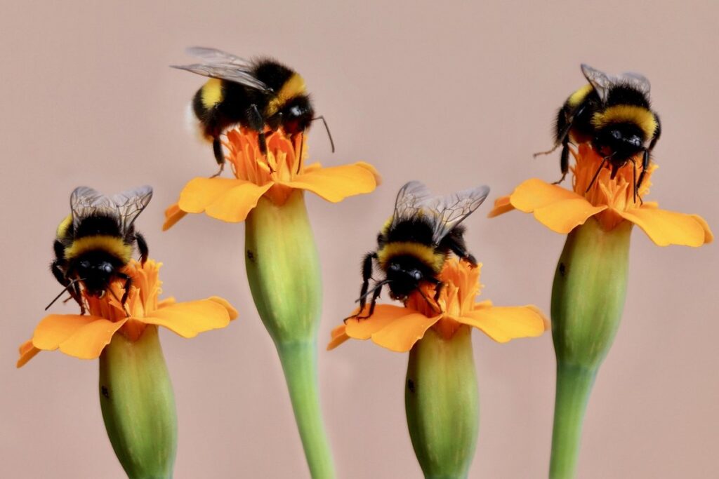 bumble bees