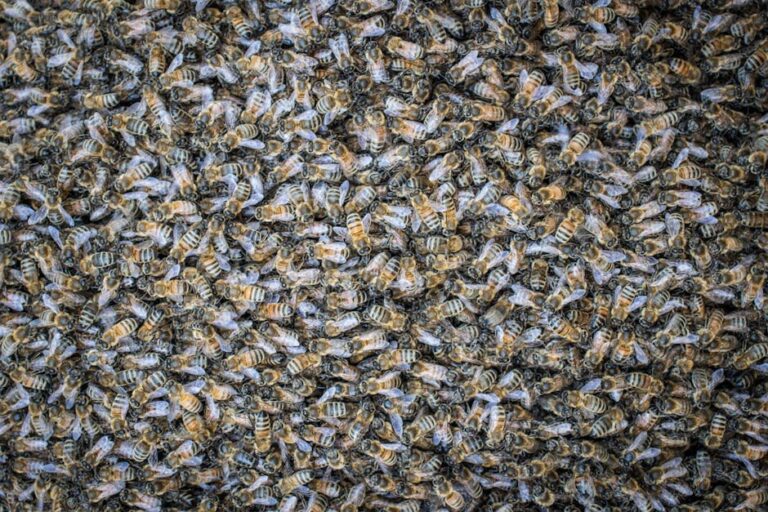 bumble bees of oregon