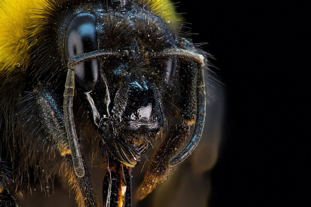 bumblebee bug