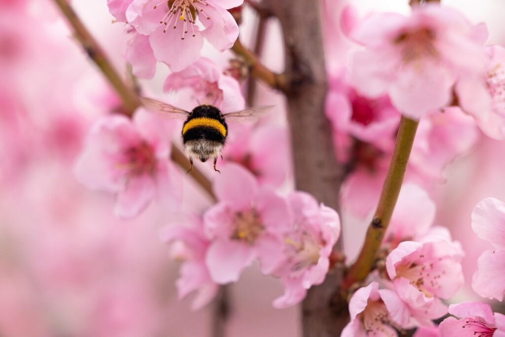 how do bumblebees fly