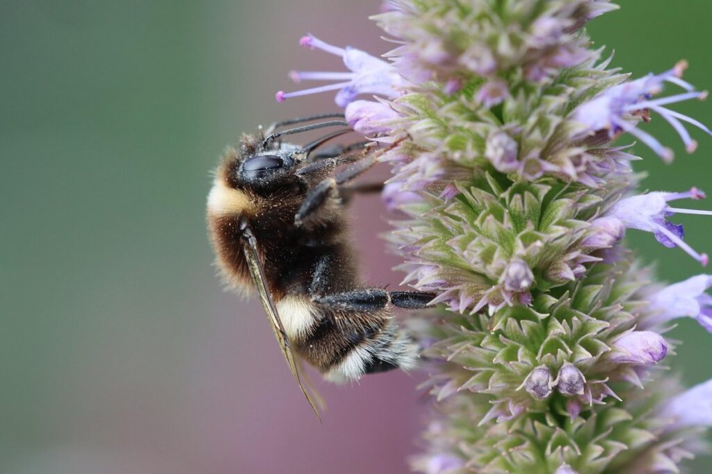 bumblebee habitat