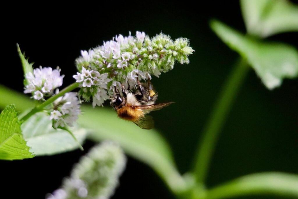 bumblebee insects