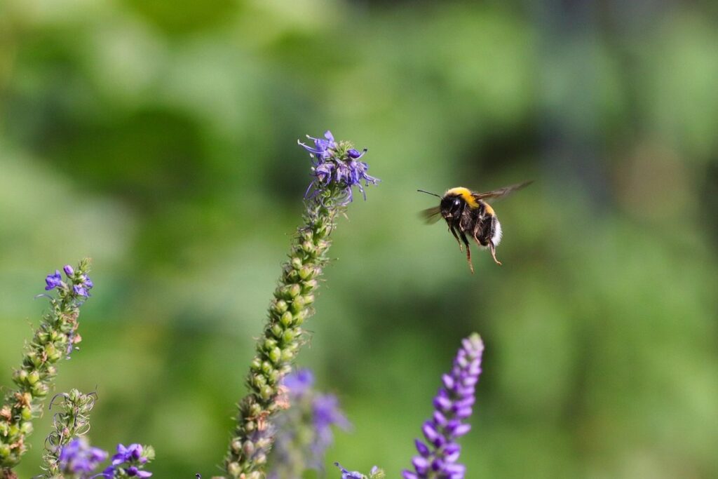 how many wings does a bumblebee have