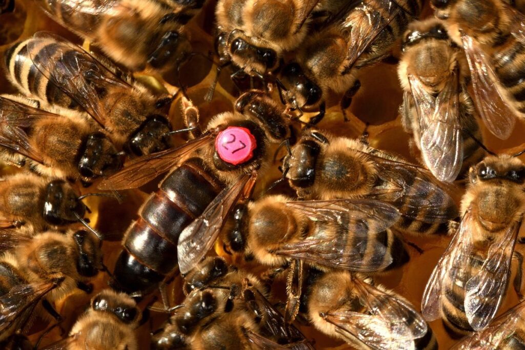 carniolan honey bee queen