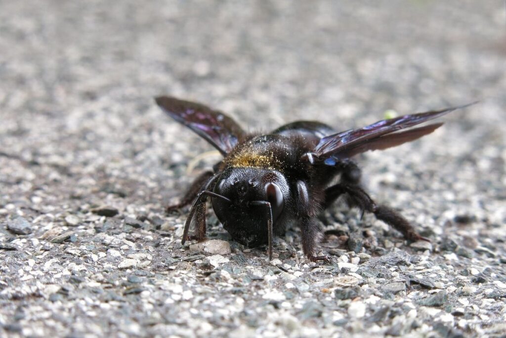 carpenter bee droppings