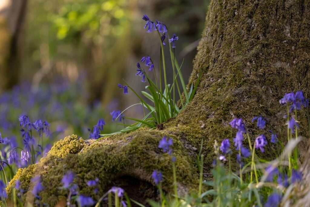 common bluebell