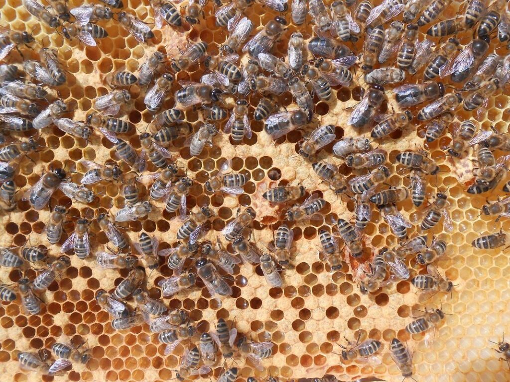 drone bee cells