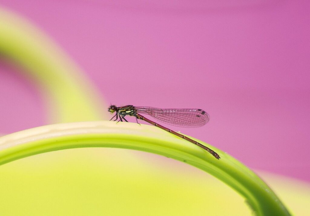 entomology studies