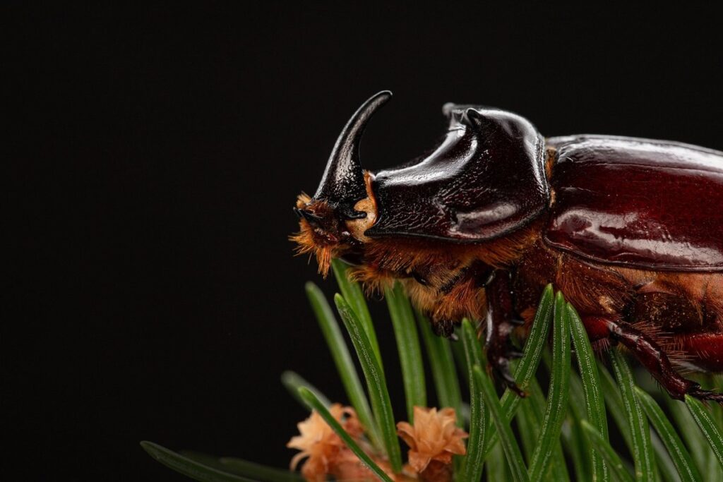 flower bug