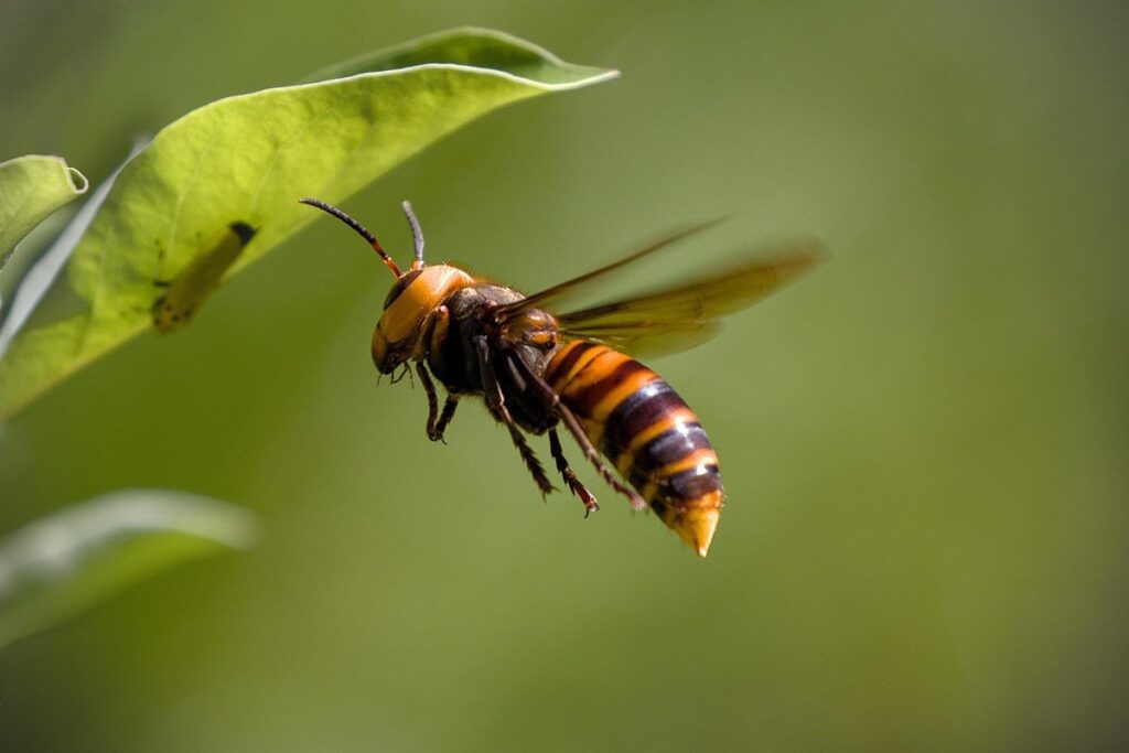 yellow and black flying insect not a bee