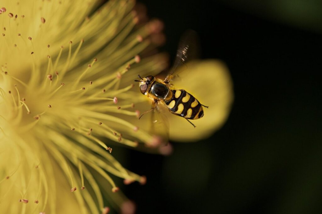 flies that hover in one spot