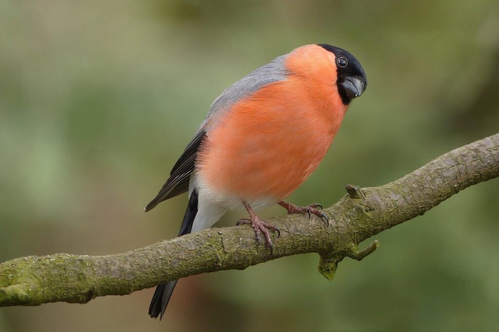 foraging behavior