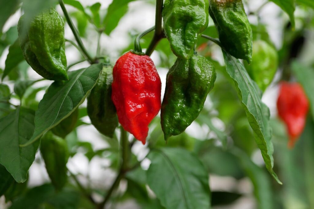 ghost pepper honey