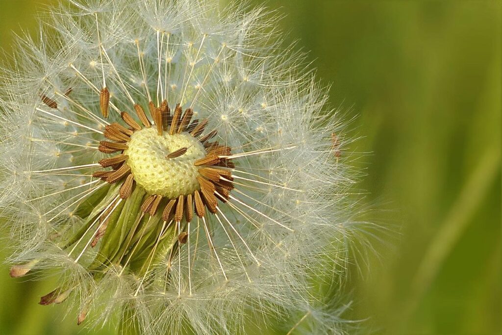 hay meadow seed