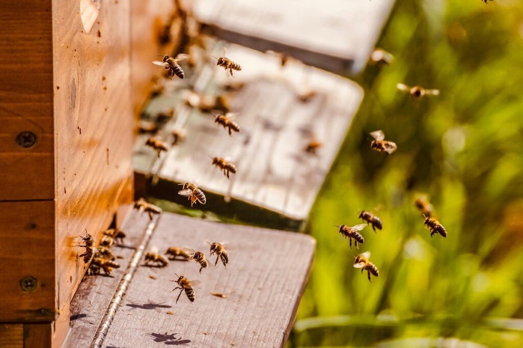 honey bee breeding