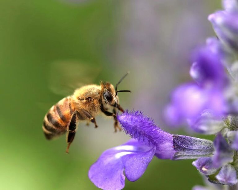 queen honey bee life cycle