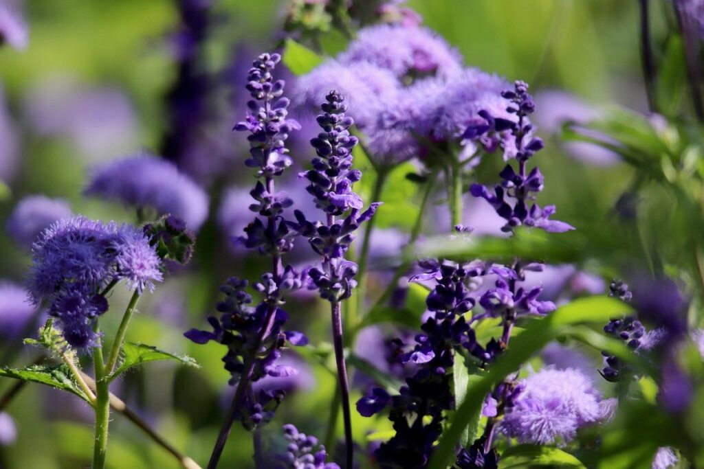 honey sage