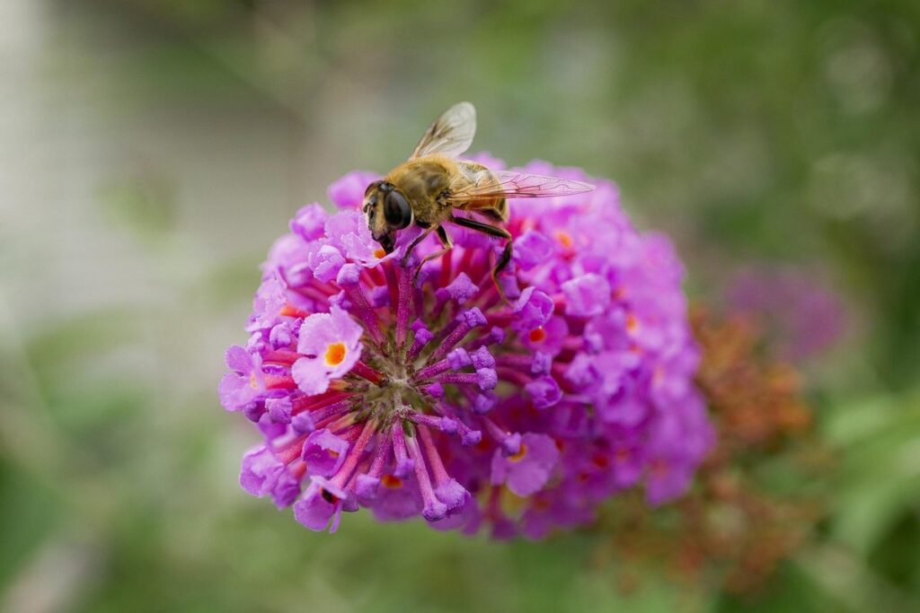 honeybee colour